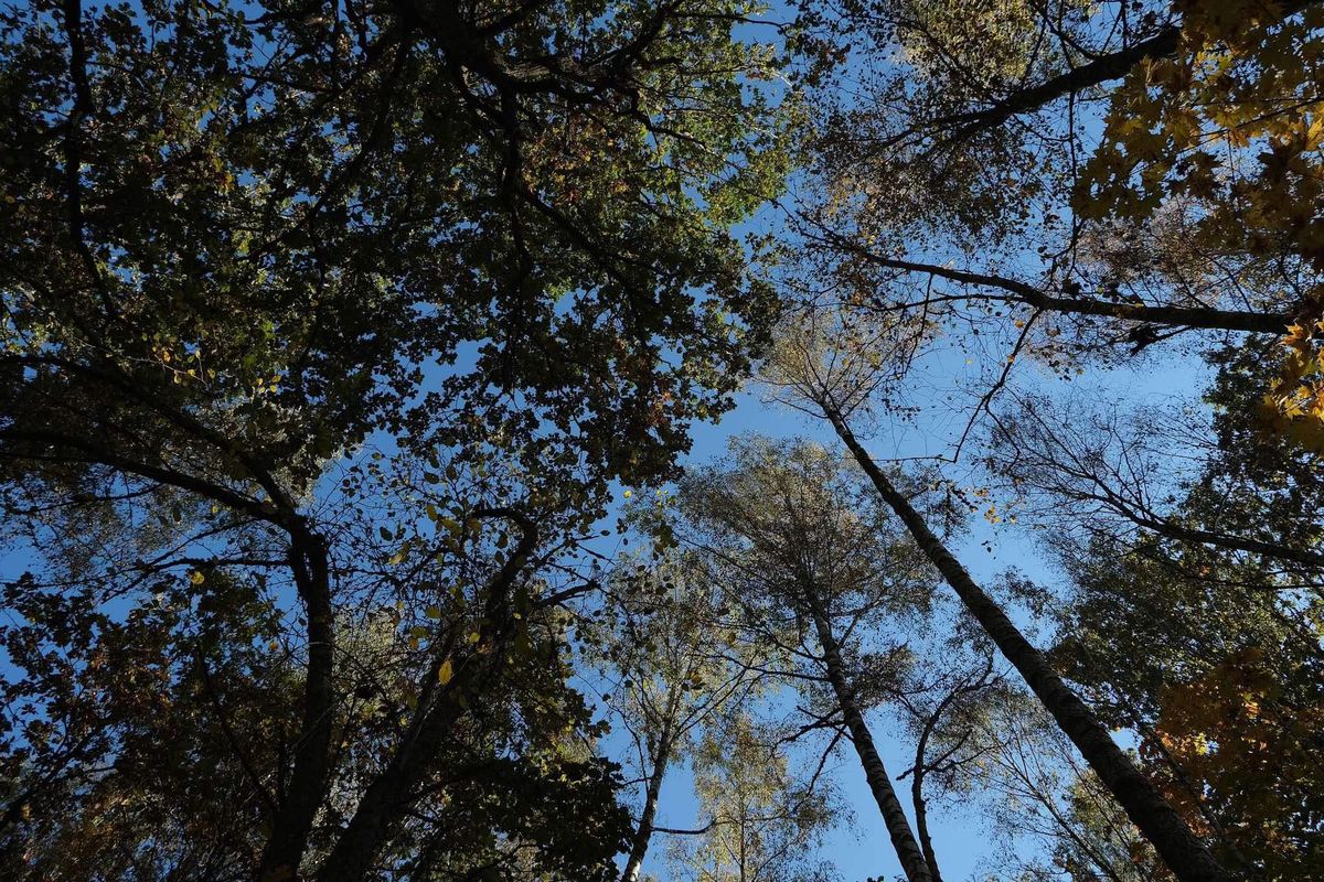 Mokiniai žvelgia aukštyn į medžių viršūnes – gamtos reiškinių stebėjimas ir refleksija lauke